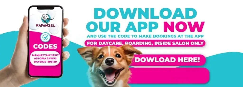 A smartphone displays the RAPAWZEL app with location codes. The text promotes downloading the app for daycare, pet boarding, and salon bookings. A dog is in the foreground, highlighting easy access to your next dog groomer or pet sitter.