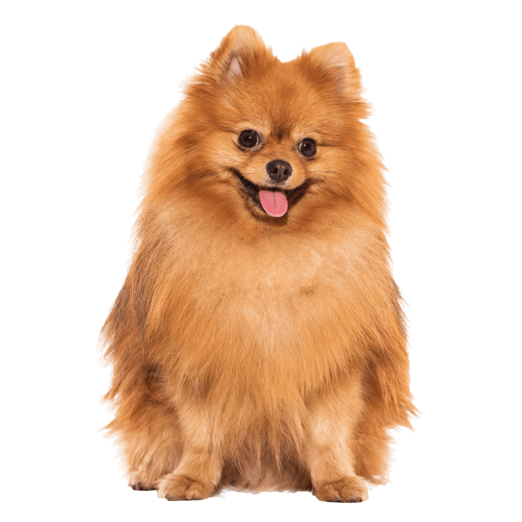 A fluffy, brown Pomeranian dog sits facing forward with its tongue out, freshly groomed by a professional dog groomer, against a white background.