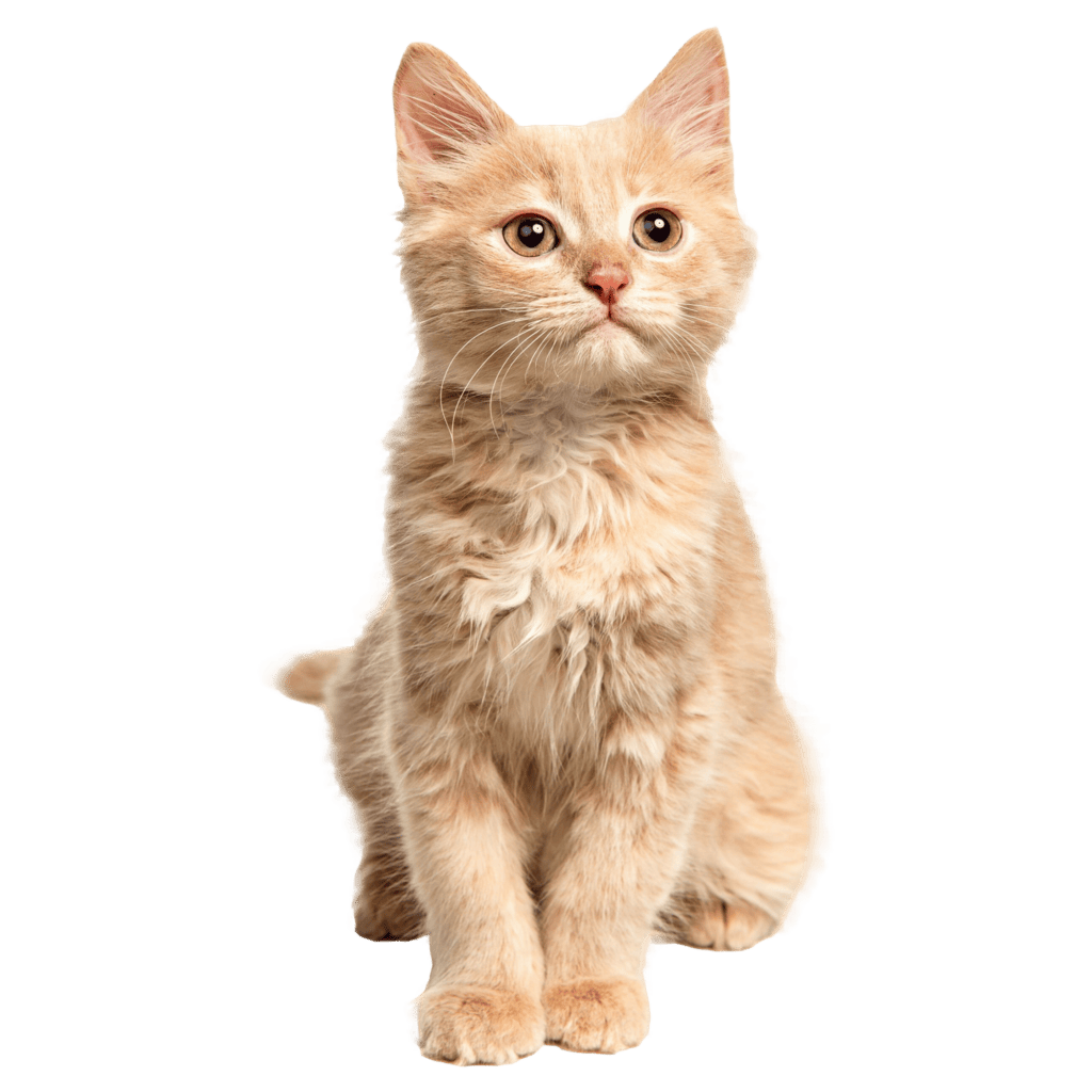 A fluffy, light orange cat with upright ears sits facing forward against a white background, as if waiting for its turn at the pet boarding facility.