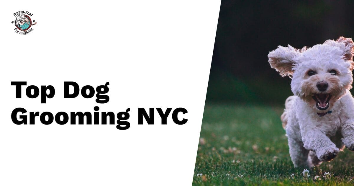 A small white dog runs on grass beside bold text that reads "Top Dog Grooming NYC," highlighting expert pet groomer services on a clean white background.