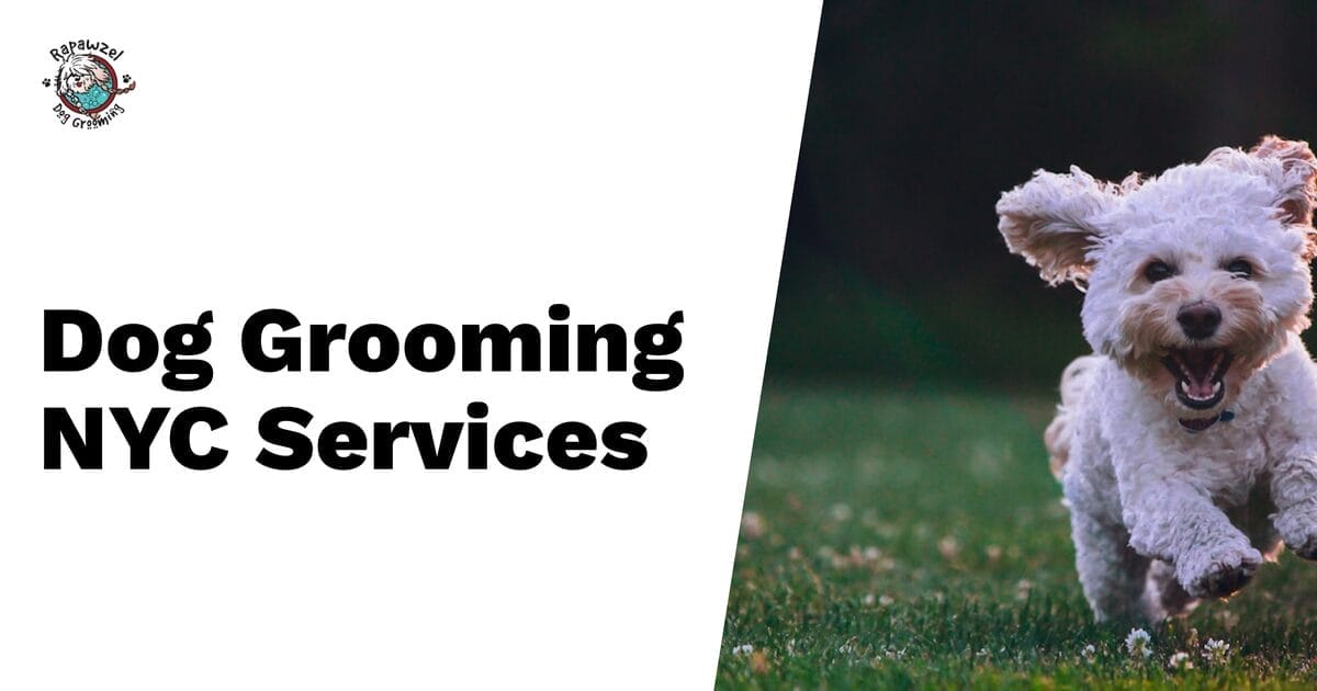A small white dog runs on grass beside bold text that reads "Dog Grooming NYC Services" on a white background with a small dog-themed logo, perfect for promoting pet daycare or pet groomer offerings.