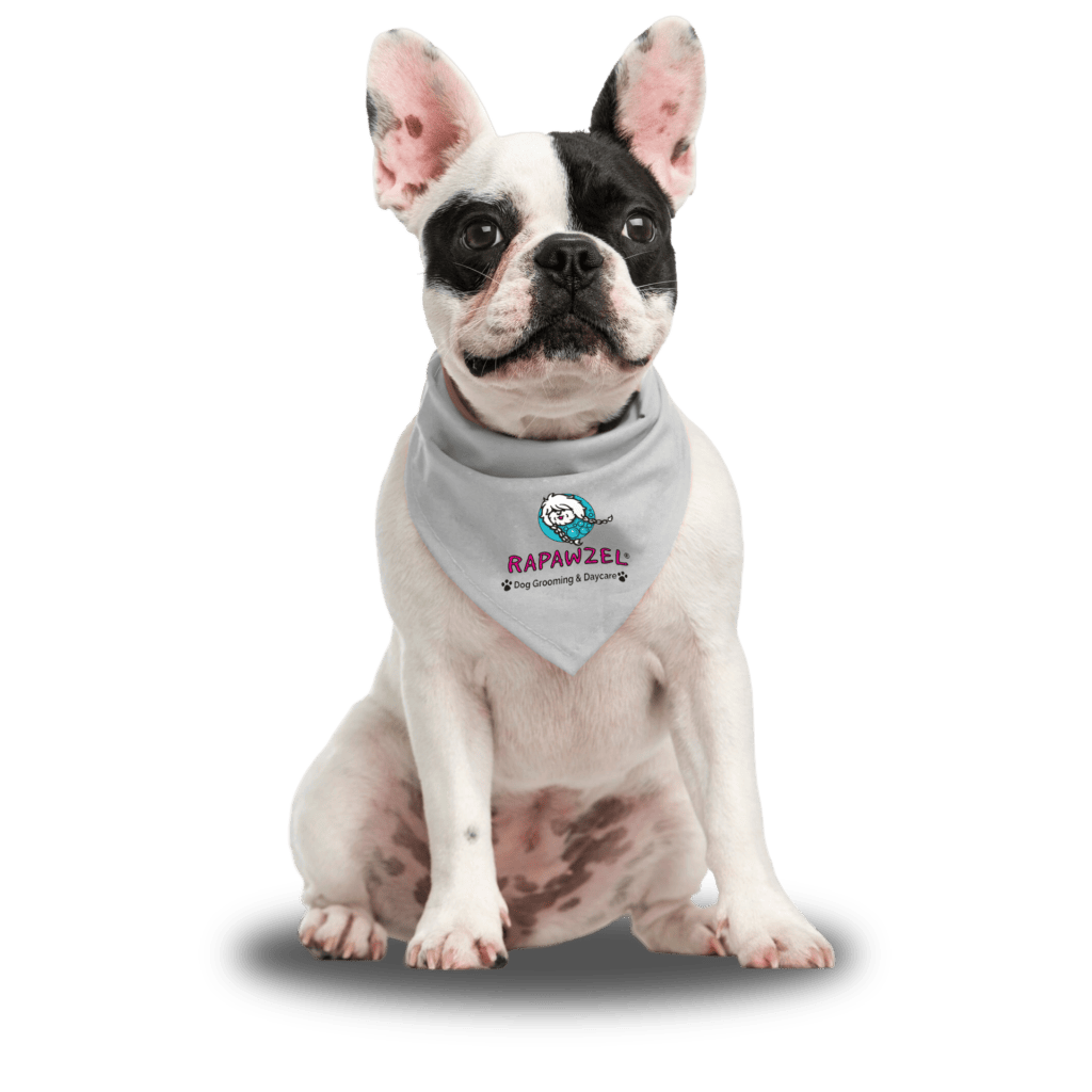A French Bulldog wearing a gray bandana with the Rapawzel logo, ready for pet daycare, sits on a white background.